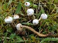 Tulostoma brumale-amf1914-1